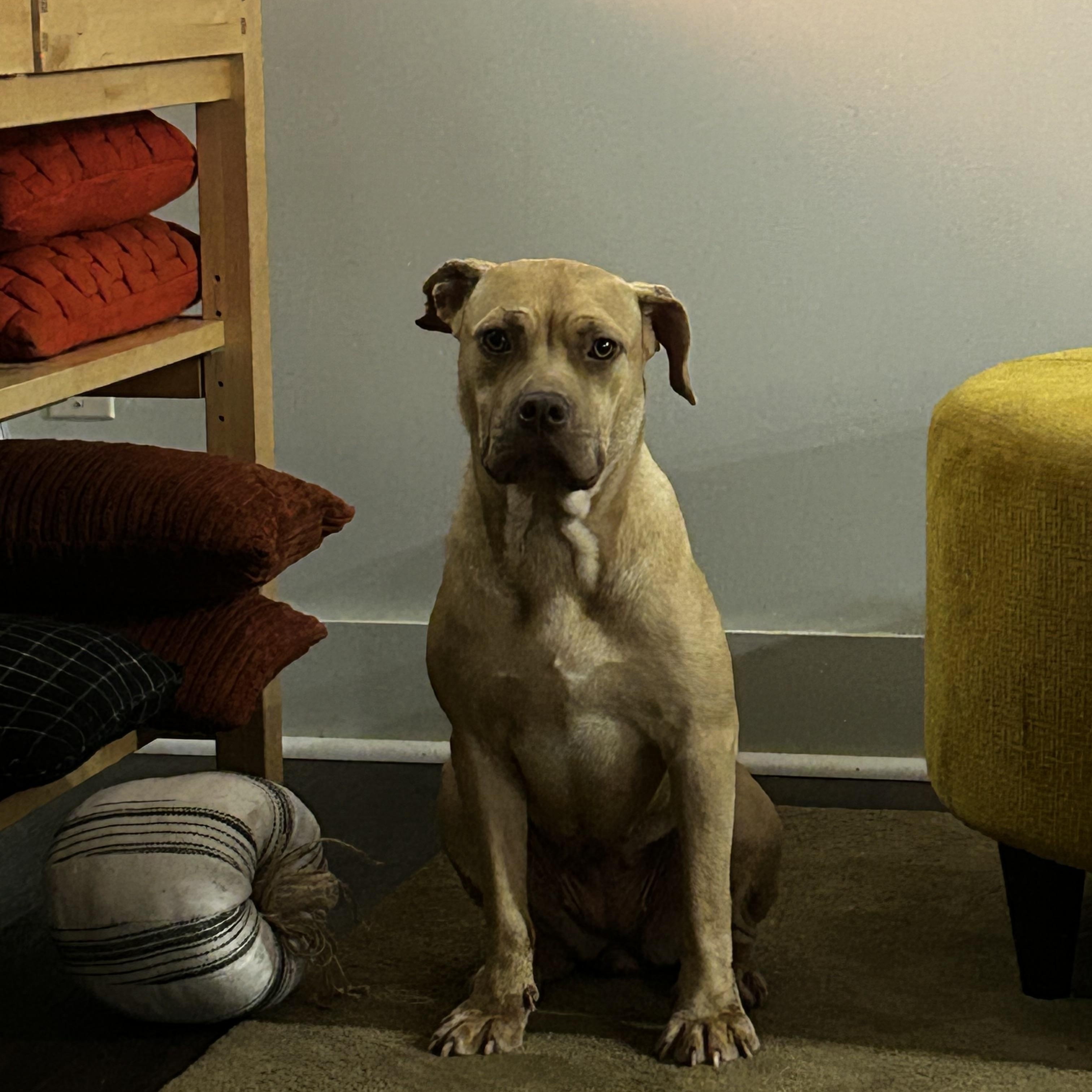 Enie, Adoptable, Puppy Female Mixed Breed.