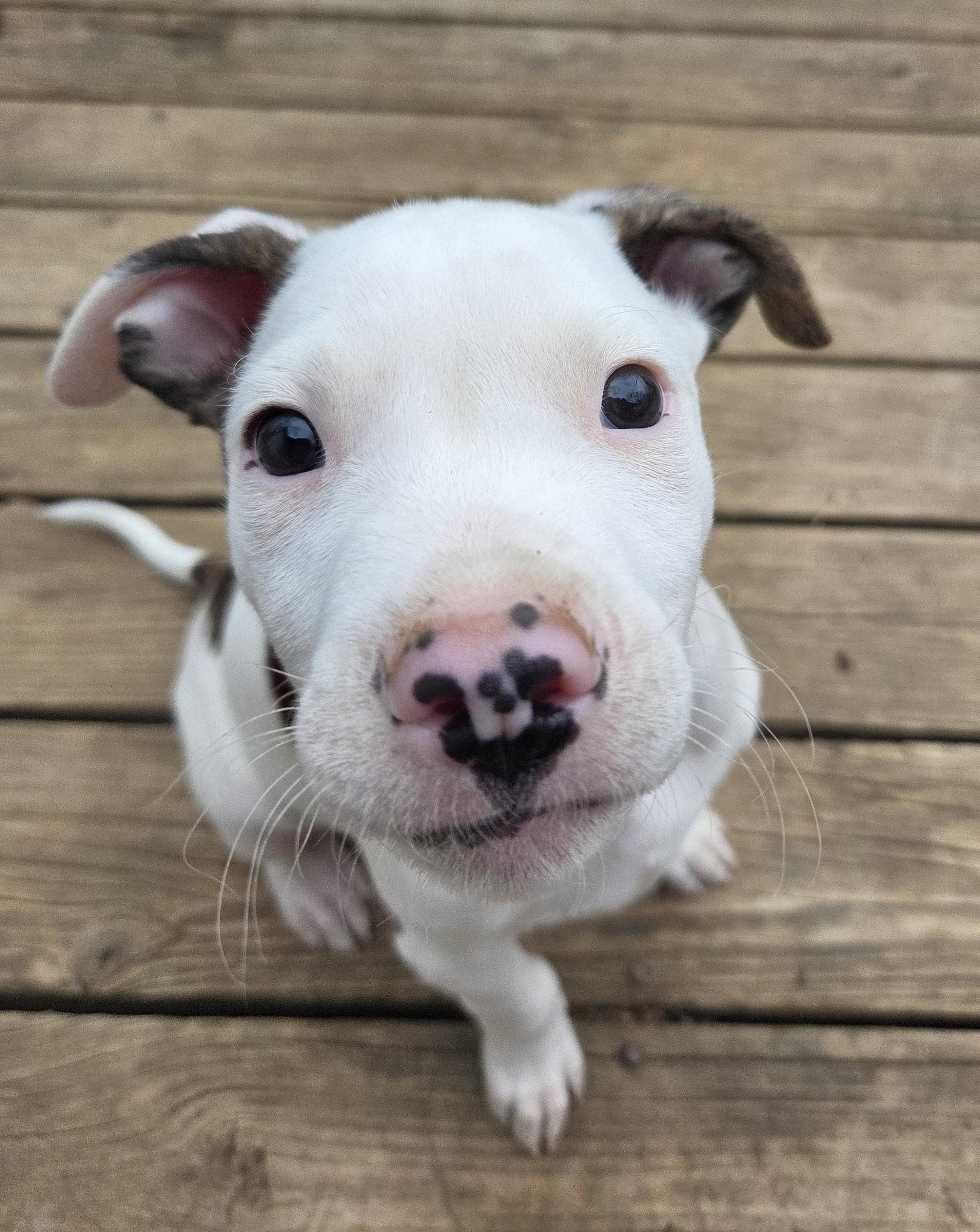 Dexter, an adopted Pit Bull Terrier in Kansas City, MO image 2/6