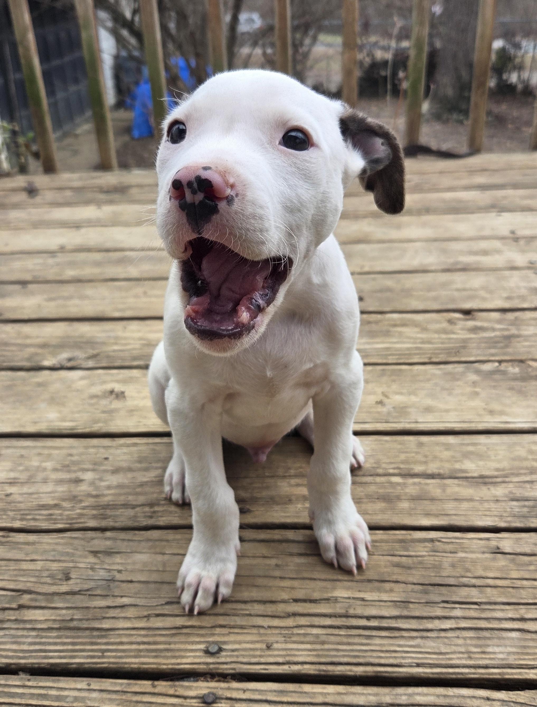 Dexter, an adopted Pit Bull Terrier in Kansas City, MO image 6/6