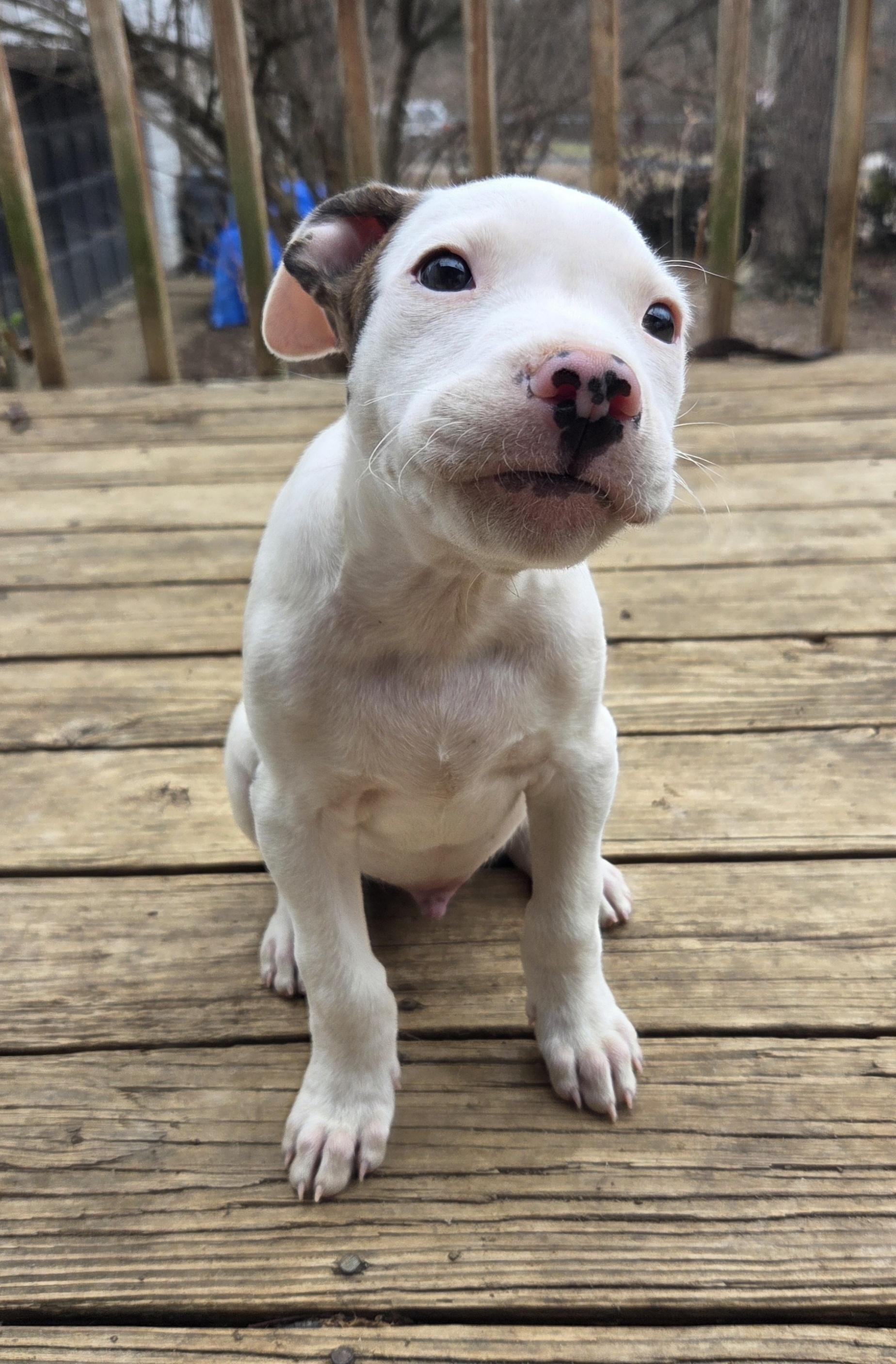 Dexter, an adopted Pit Bull Terrier in Kansas City, MO image 5/6