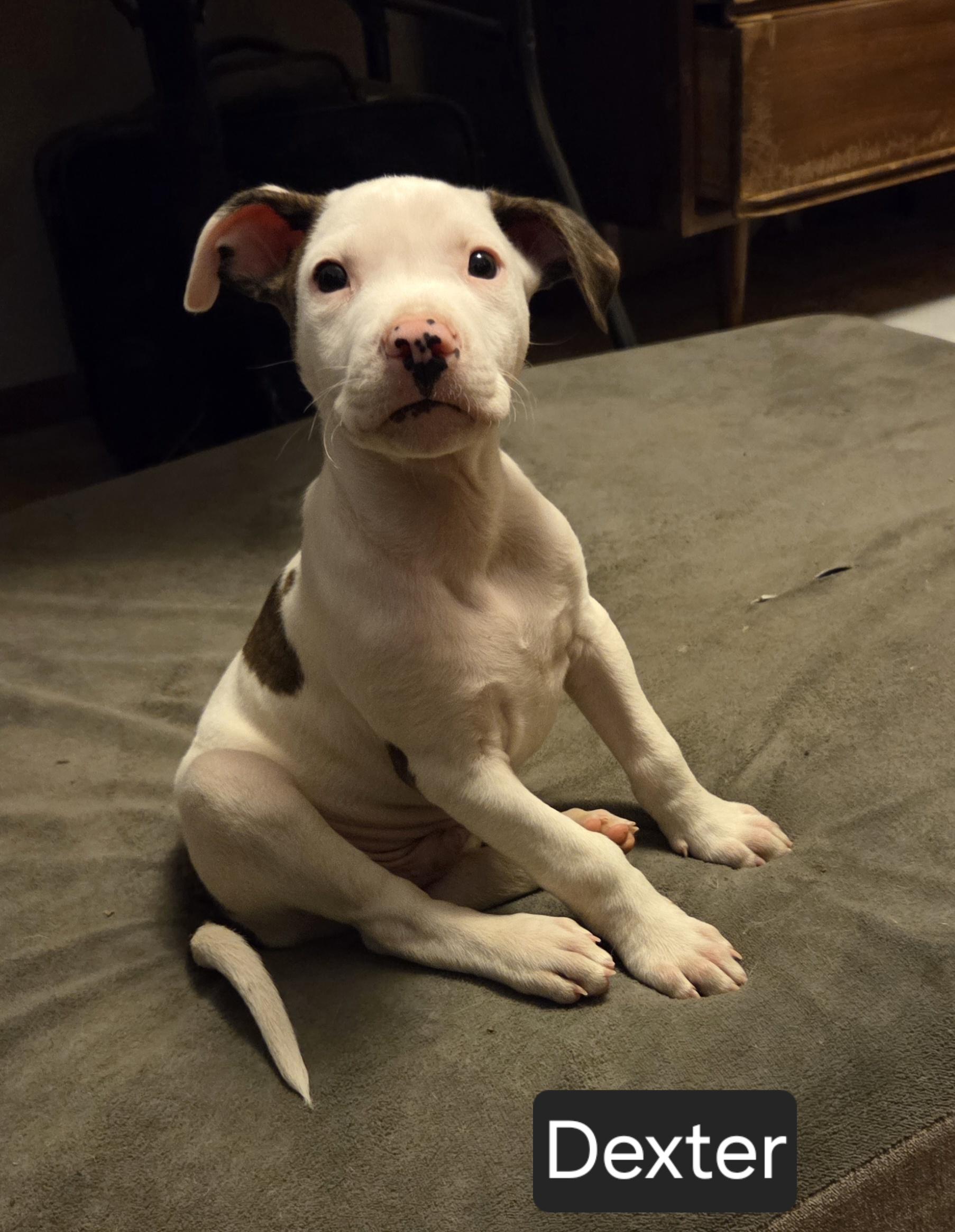 Dexter, an adopted Pit Bull Terrier in Kansas City, MO image 4/6