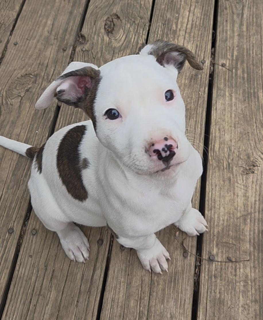 Dexter, an adopted Pit Bull Terrier in Kansas City, MO image 1/6
