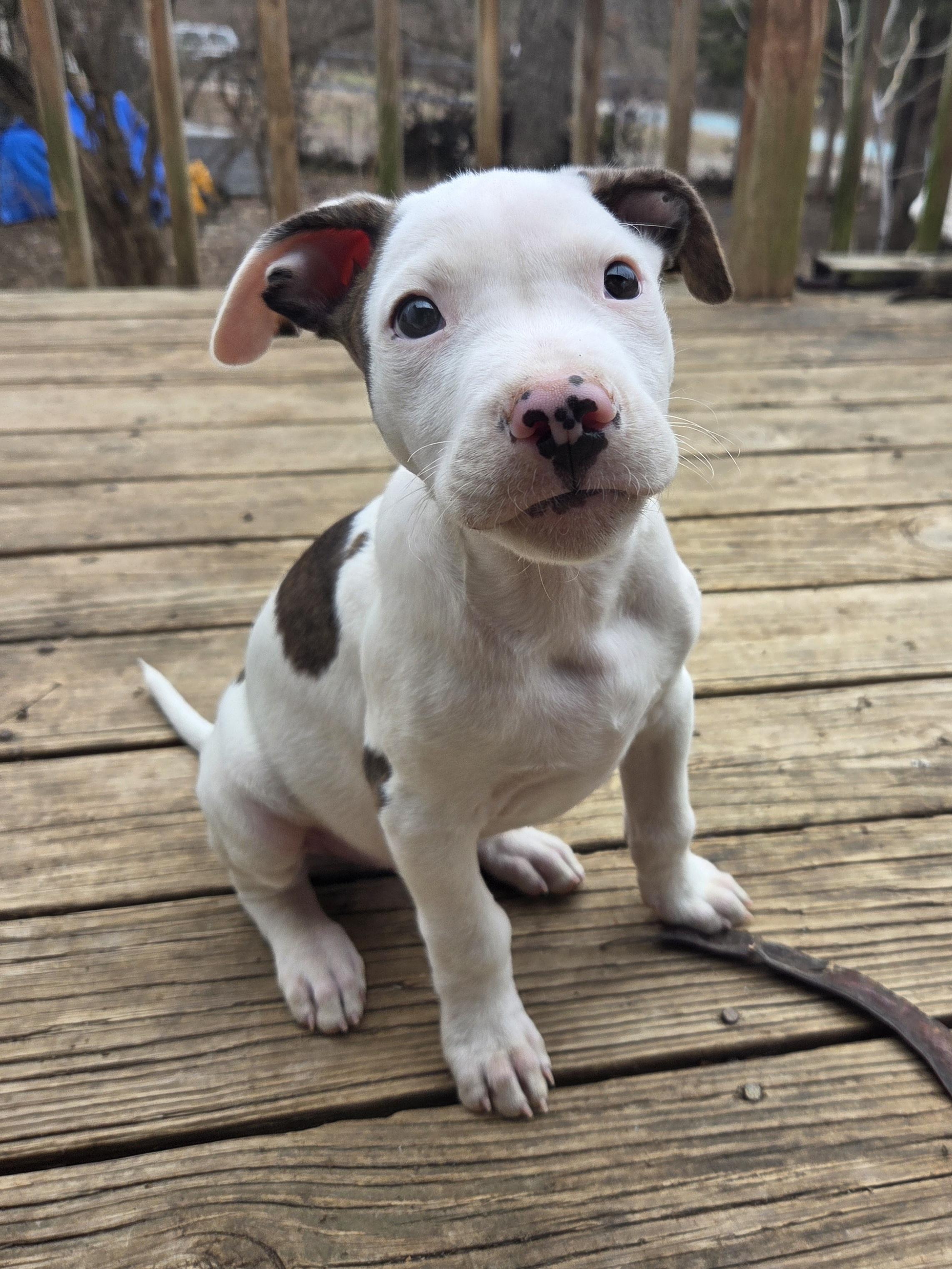 Dexter, an adopted Pit Bull Terrier in Kansas City, MO image 3/6