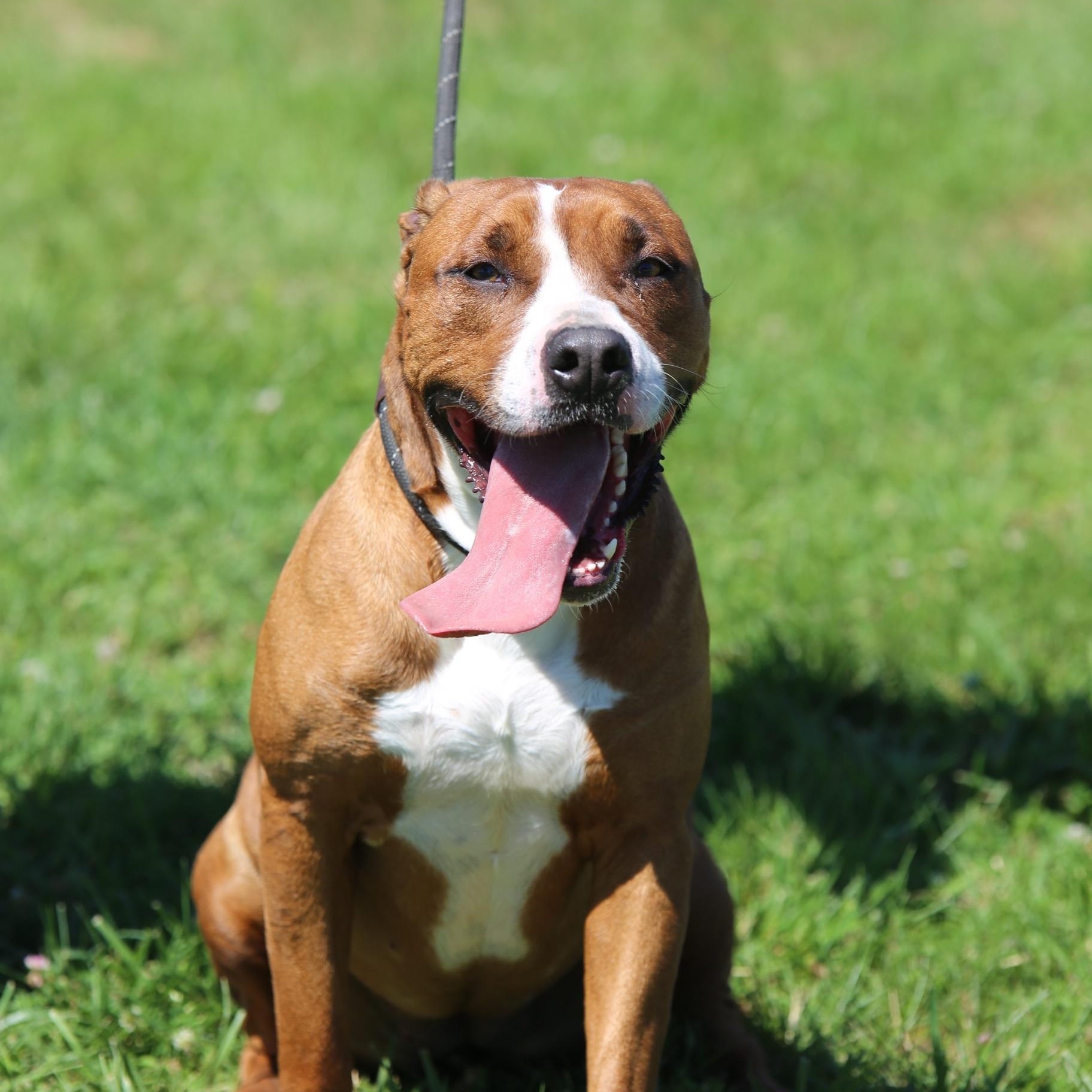 Ellie Mae, ADOPTABLE, Adult Female Boxer & American Bully.
