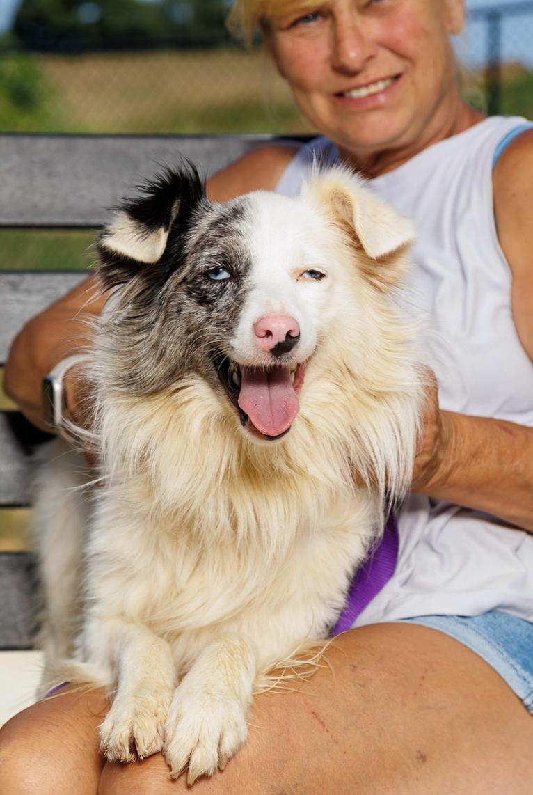 Enlarge Naomi, a Adoptable Australian Shepherd in Chester Springs, PA image 3/3