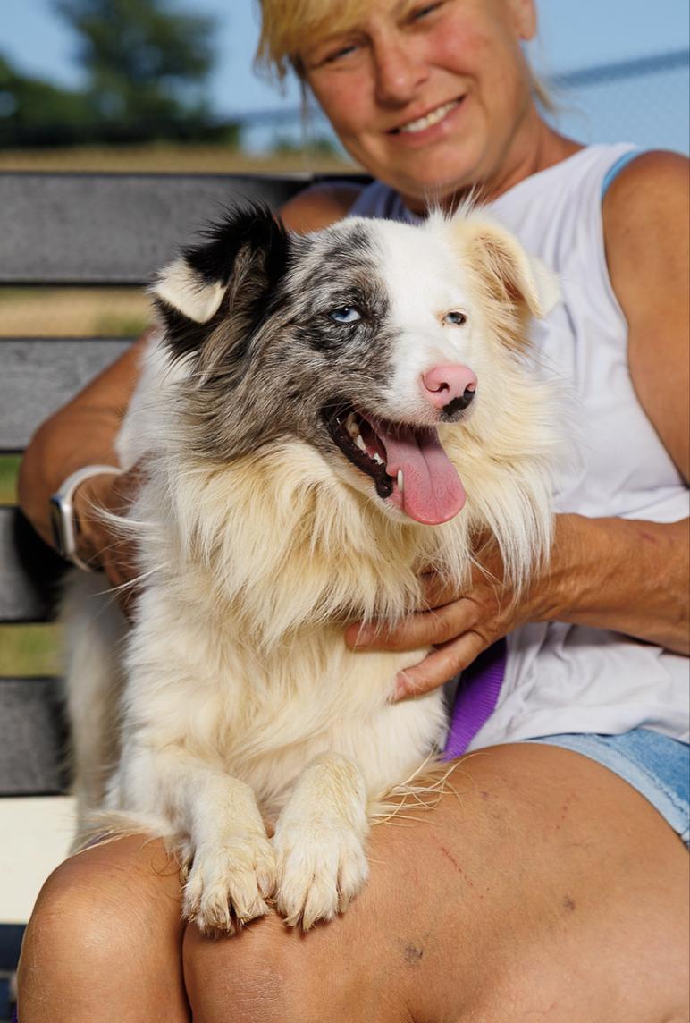 Enlarge Naomi, a Adoptable Australian Shepherd in Chester Springs, PA image 1/3