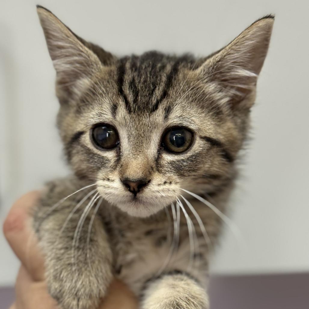 Enlarge Alex, a Adoptable Domestic Short Hair in Fresno, CA image 1/3