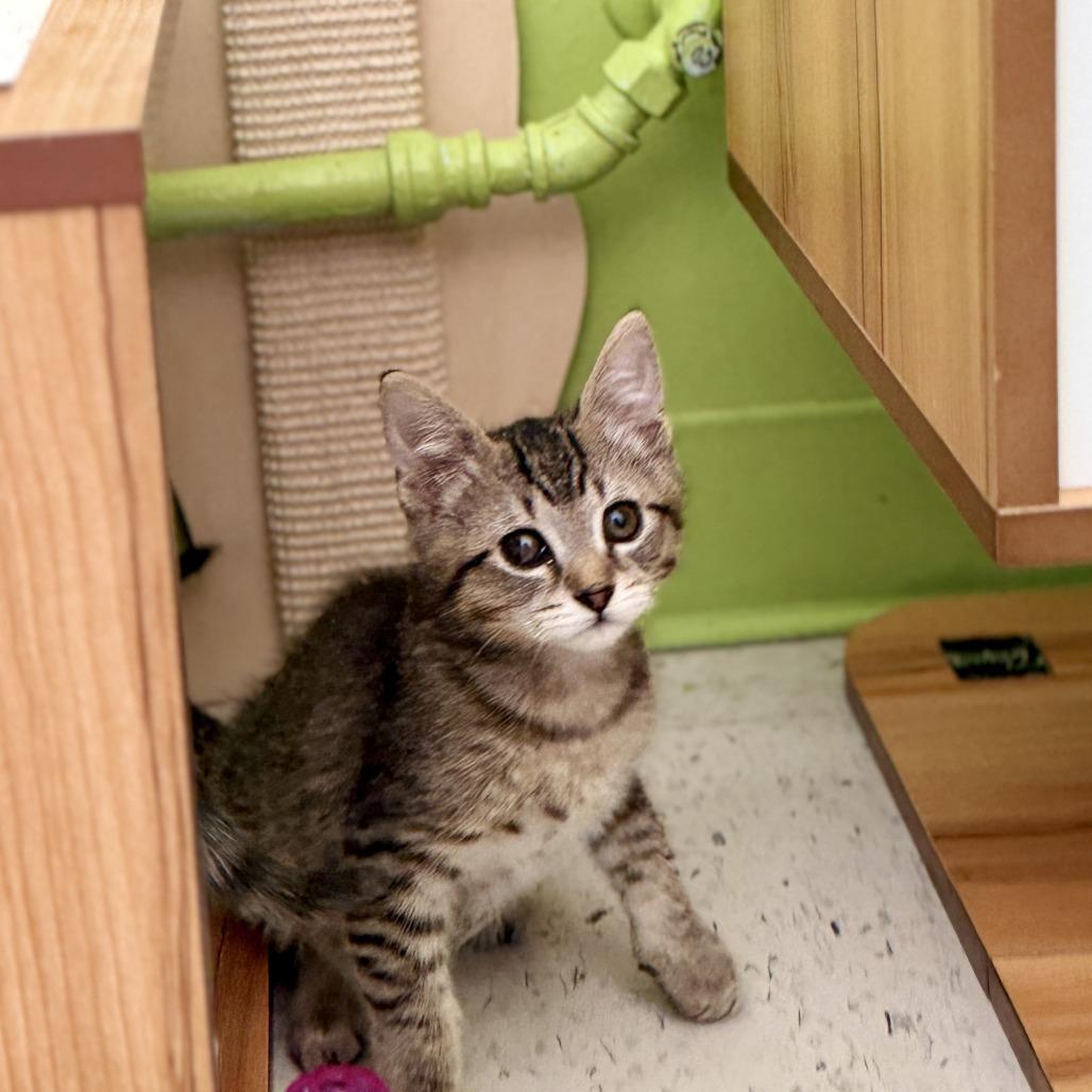 Enlarge Alex, a Adoptable Domestic Short Hair in Fresno, CA image 2/3