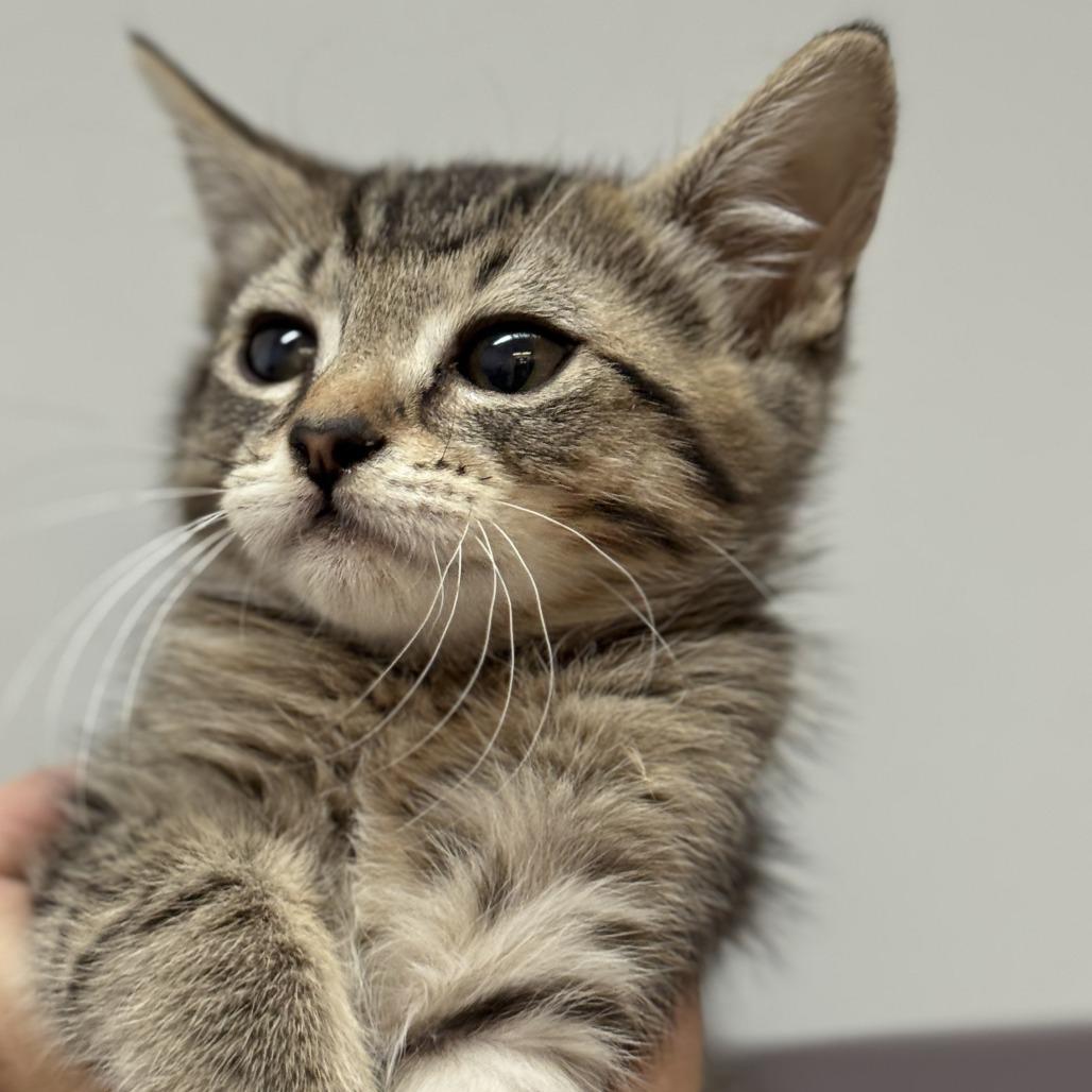 Enlarge Alex, a Adoptable Domestic Short Hair in Fresno, CA image 3/3