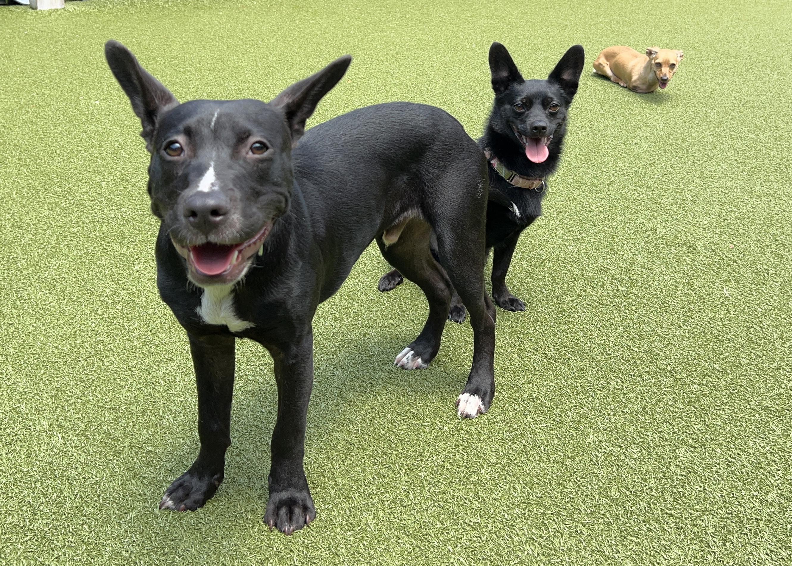 Enlarge BLU, a Adoptable mixed breed in Ridgeland, SC image 6/6