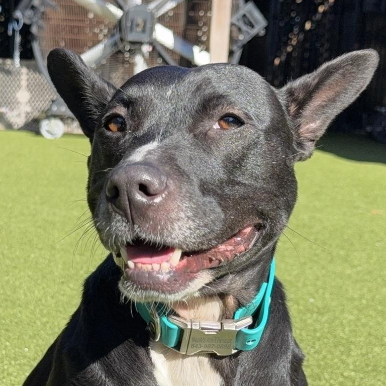 Enlarge BLU, a Adoptable mixed breed in Ridgeland, SC image 1/6