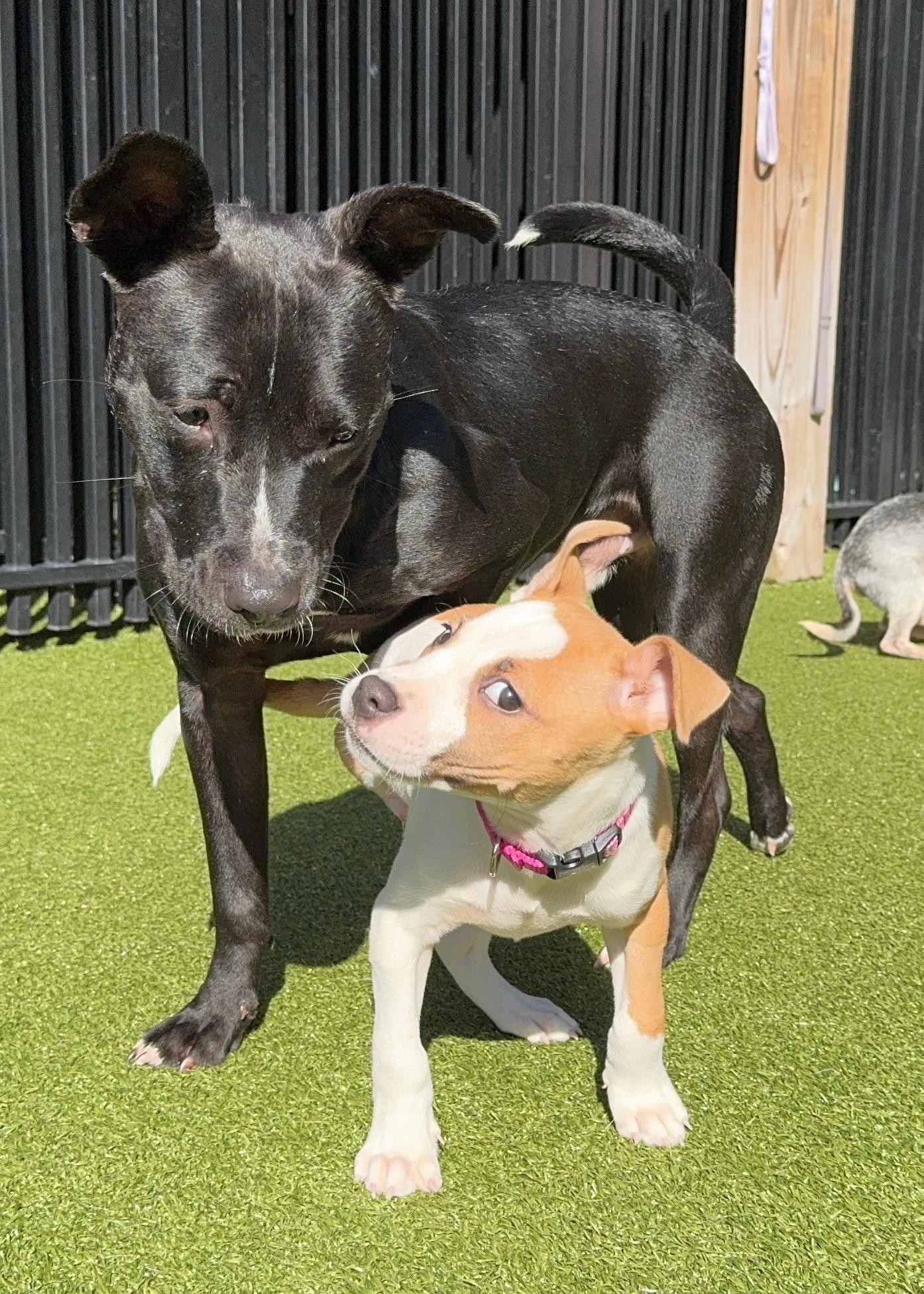 Blu, a Adoptable Mixed Breed in Ridgeland, SC image 2/4