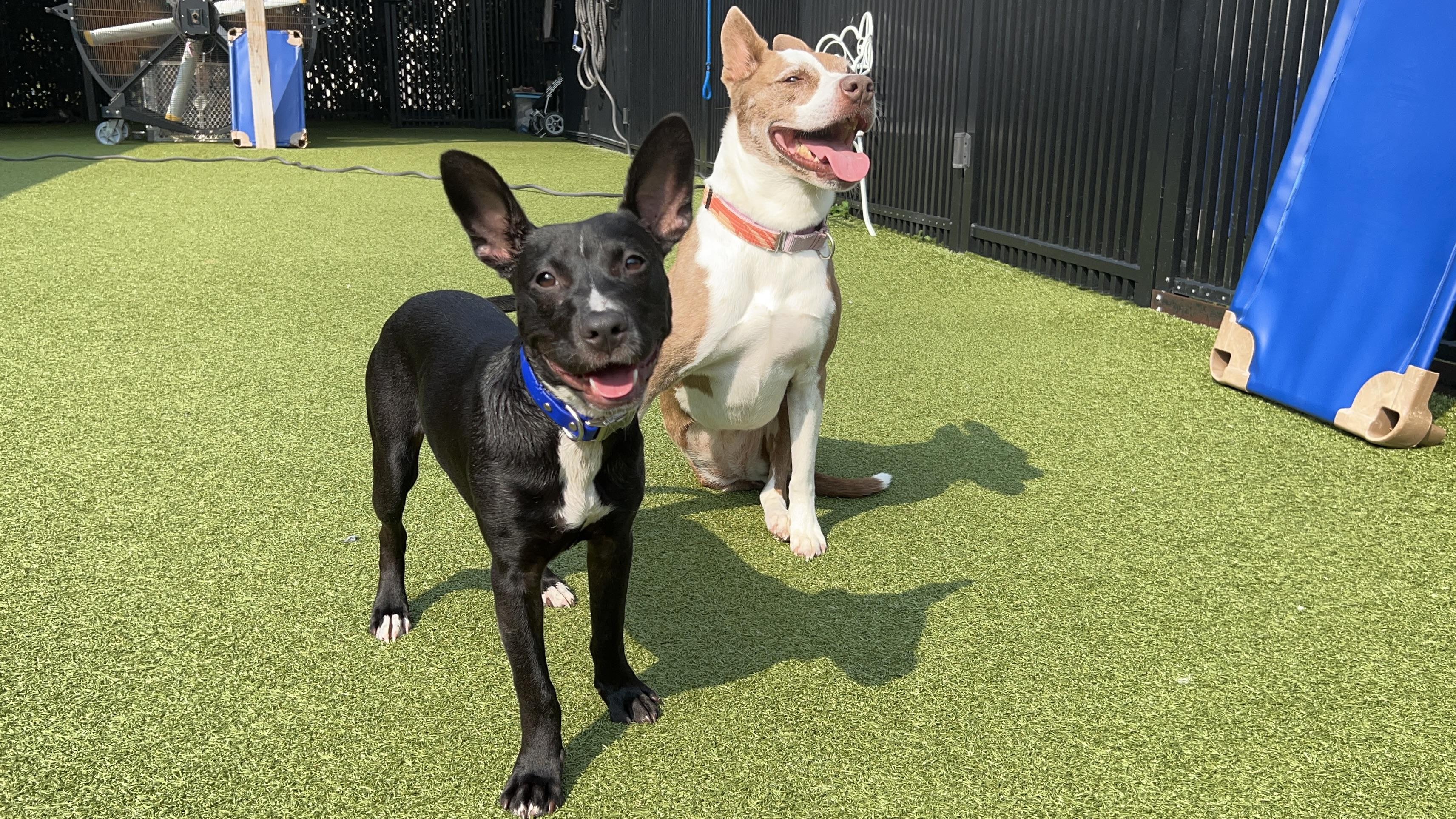 Enlarge BLU, a Adoptable mixed breed in Ridgeland, SC image 4/6