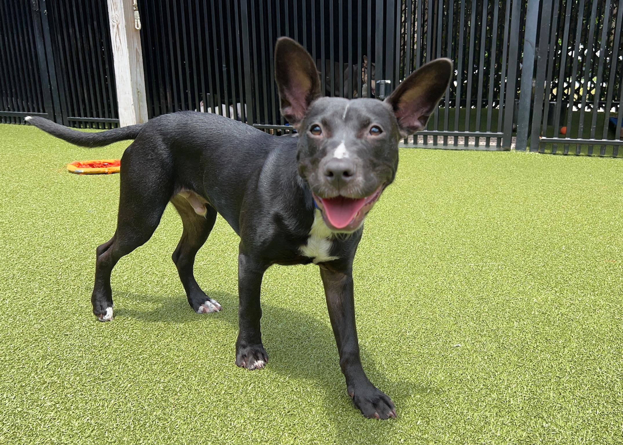 Blu, Adoptable, Young Male Mixed Breed.