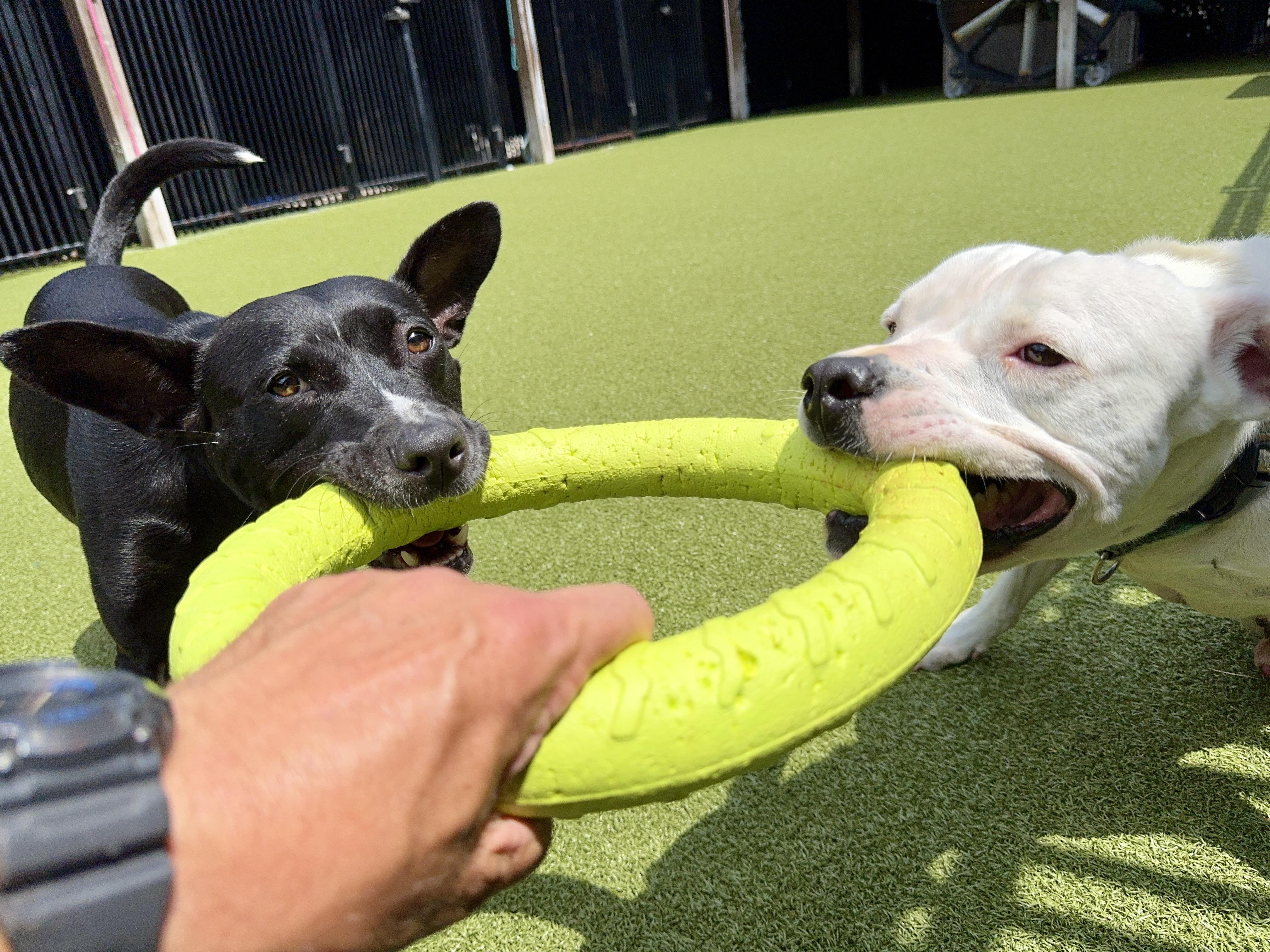 Enlarge BLU, a Adoptable mixed breed in Ridgeland, SC image 5/6