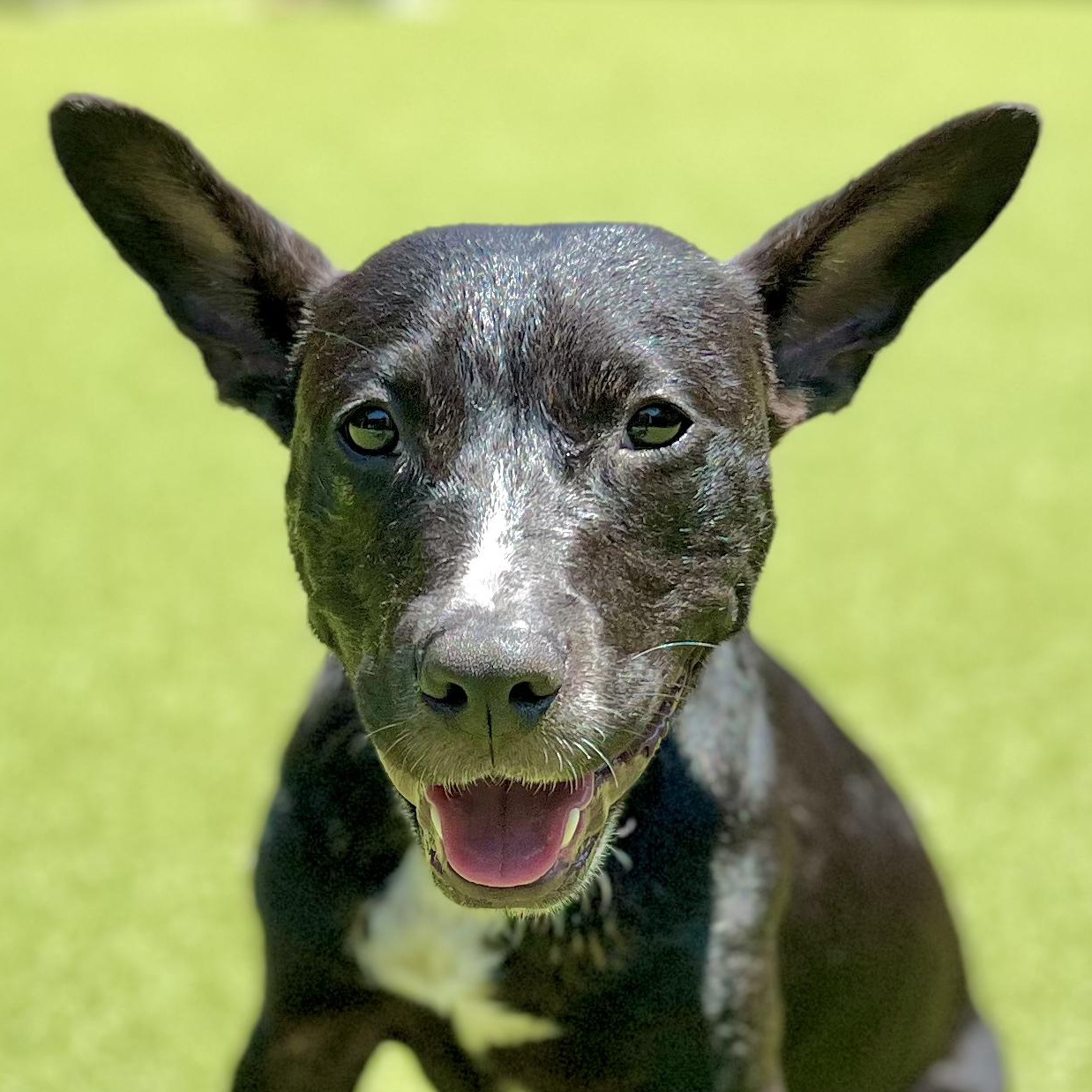 BLU, Adoptable, Young Male Mixed Breed.
