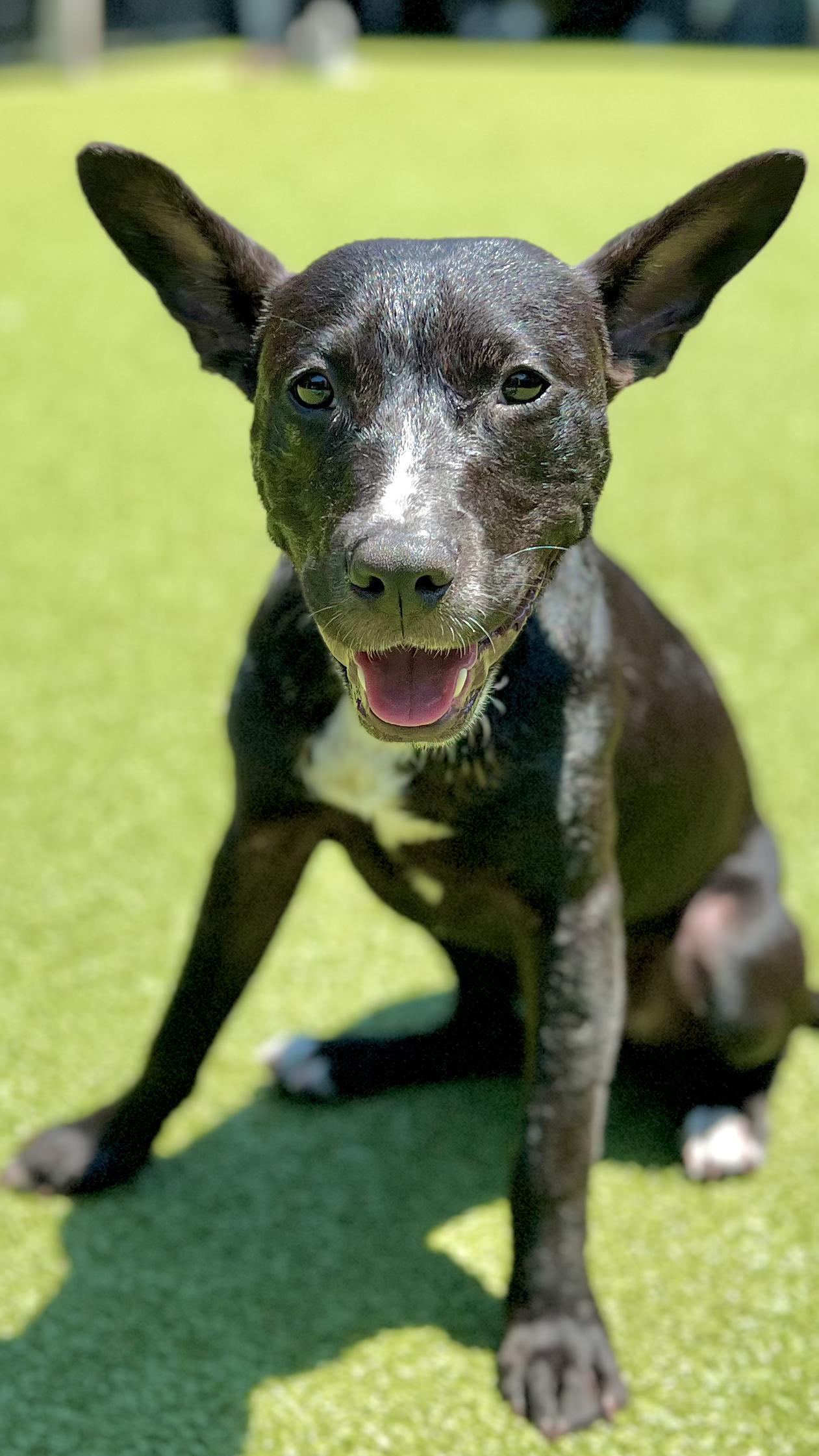 Enlarge BLU, a Adoptable mixed breed in Ridgeland, SC image 6/6