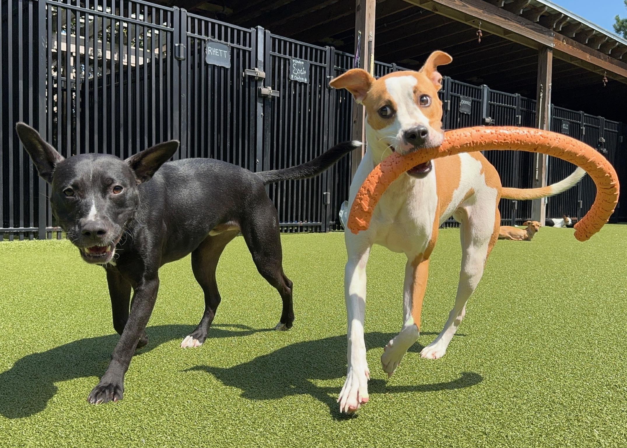 Blu, a Adoptable Mixed Breed in Ridgeland, SC image 4/4