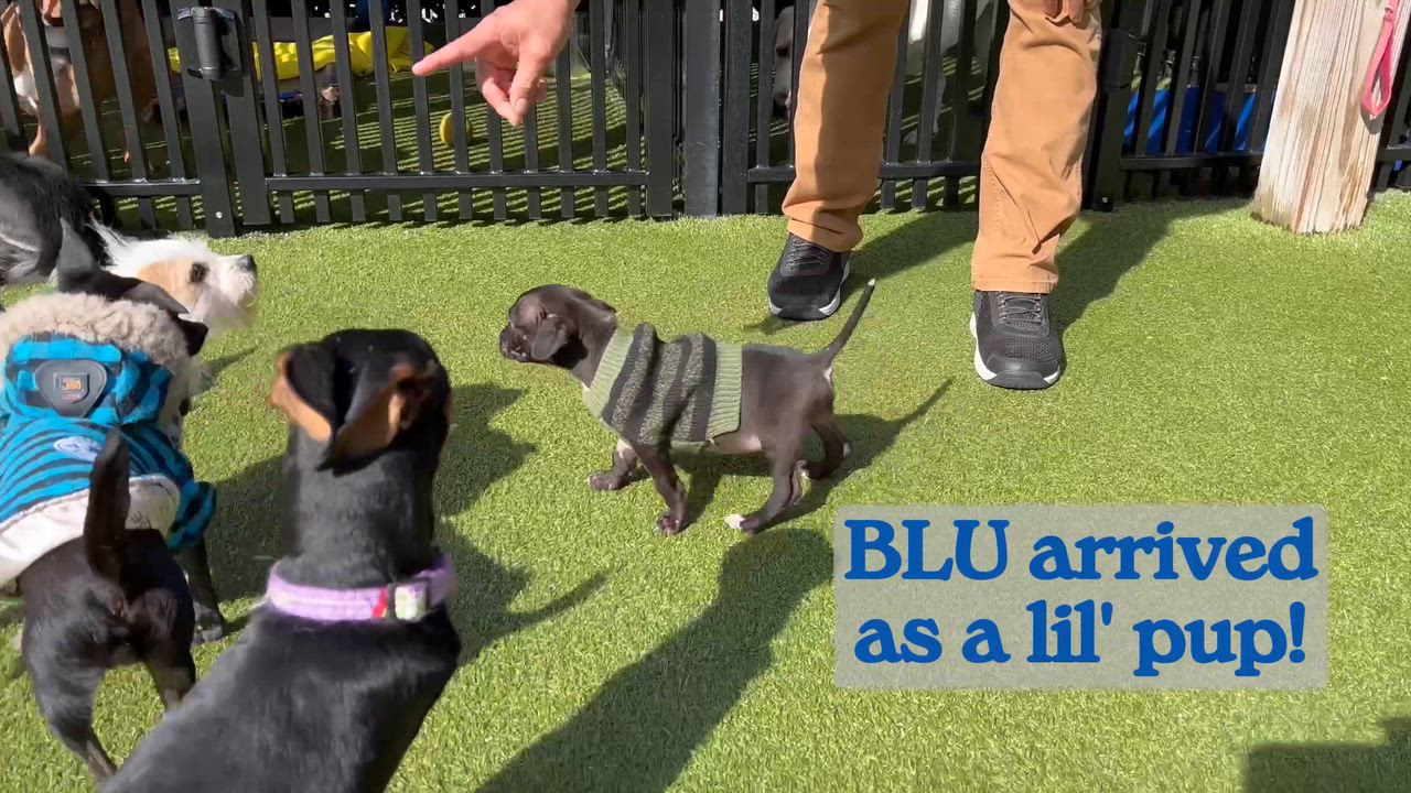Enlarge BLU, a Adoptable mixed breed in Ridgeland, SC video 4/6