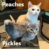 Enlarge Peaches and Pickles , an adopted Domestic Short Hair in Olympia, WA image 1/1