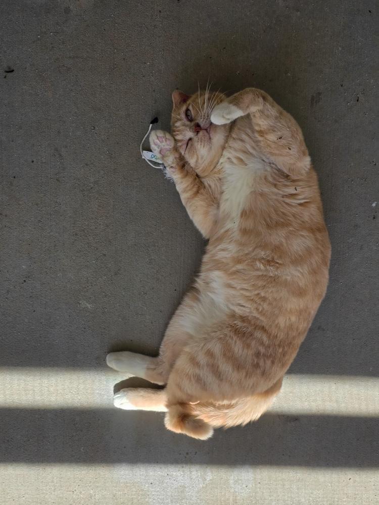 Ears, Adoptable, Adult Male Domestic Short Hair.