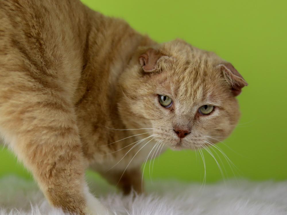 Enlarge Ears, a Adoptable Domestic Short Hair in Lewisburg, TN image 1/1