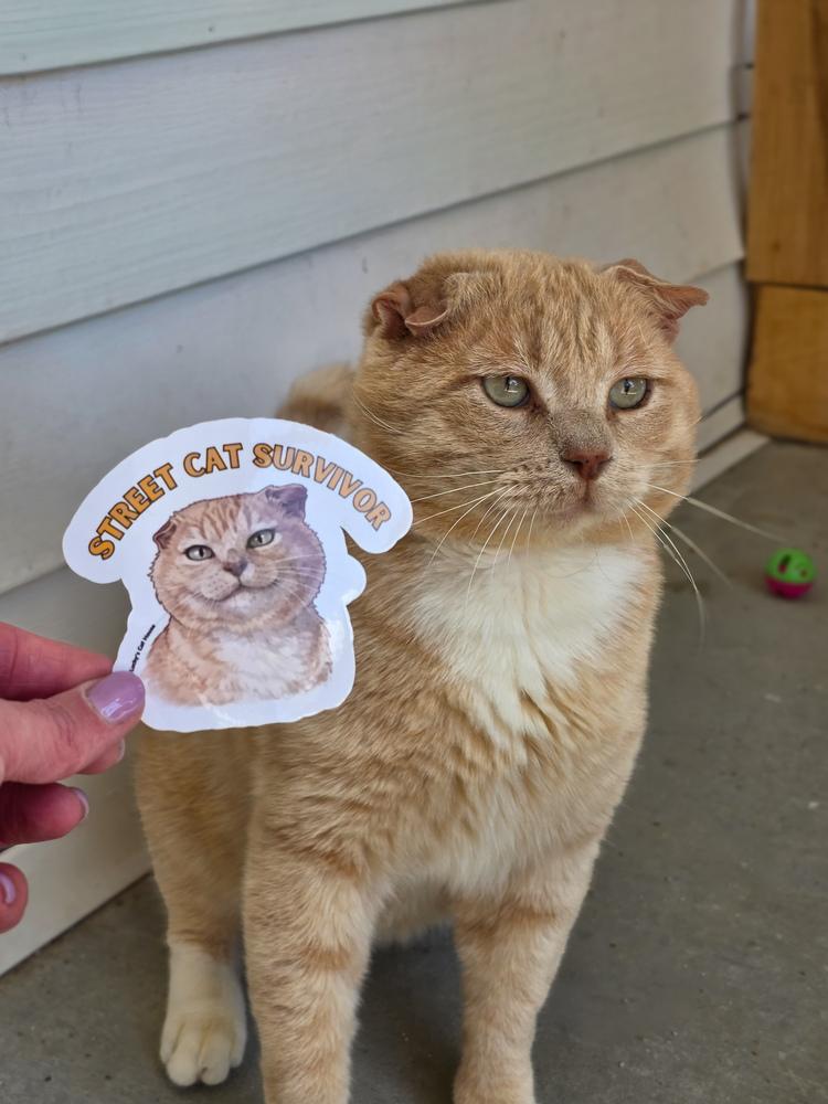 Enlarge Ears, a Adoptable Domestic Short Hair in Lewisburg, TN image 3/3