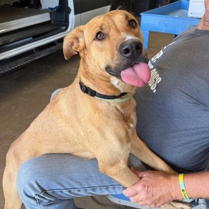 Enlarge Lark, a Adoptable mixed breed in Denison, TX image 1/6