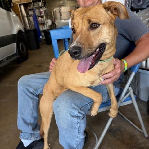 Enlarge Lark, a Adoptable mixed breed in Denison, TX image 2/6