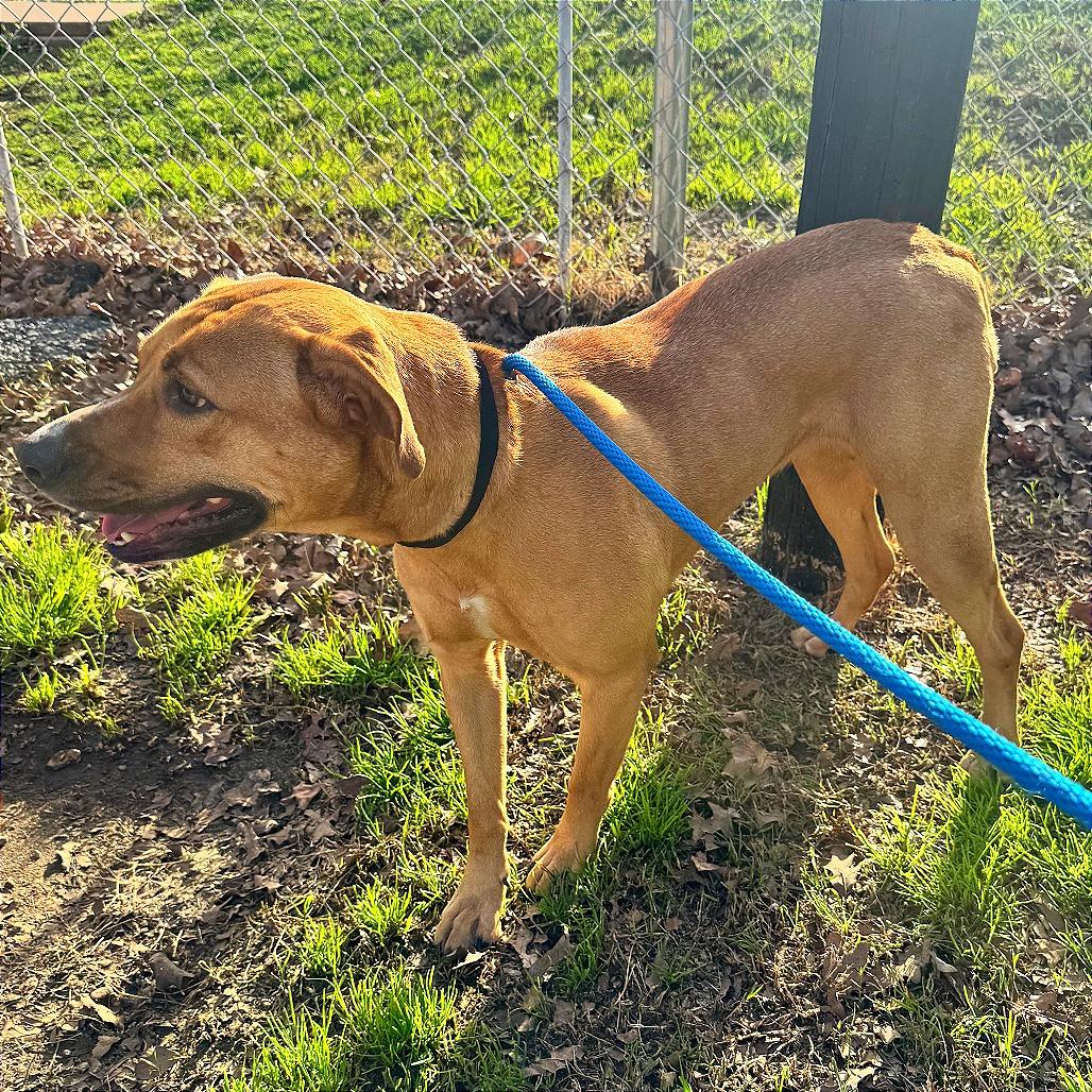 Enlarge Lark, a Adoptable mixed breed in Denison, TX image 3/6