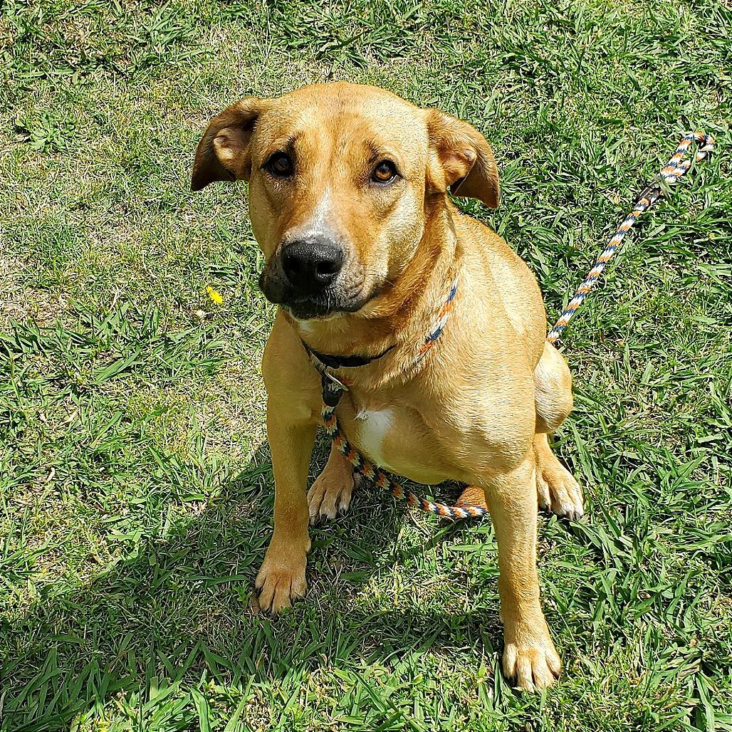 Enlarge Lark, a Adoptable mixed breed in Denison, TX image 4/6