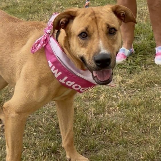 Enlarge Lark, a Adoptable mixed breed in Denison, TX image 4/6