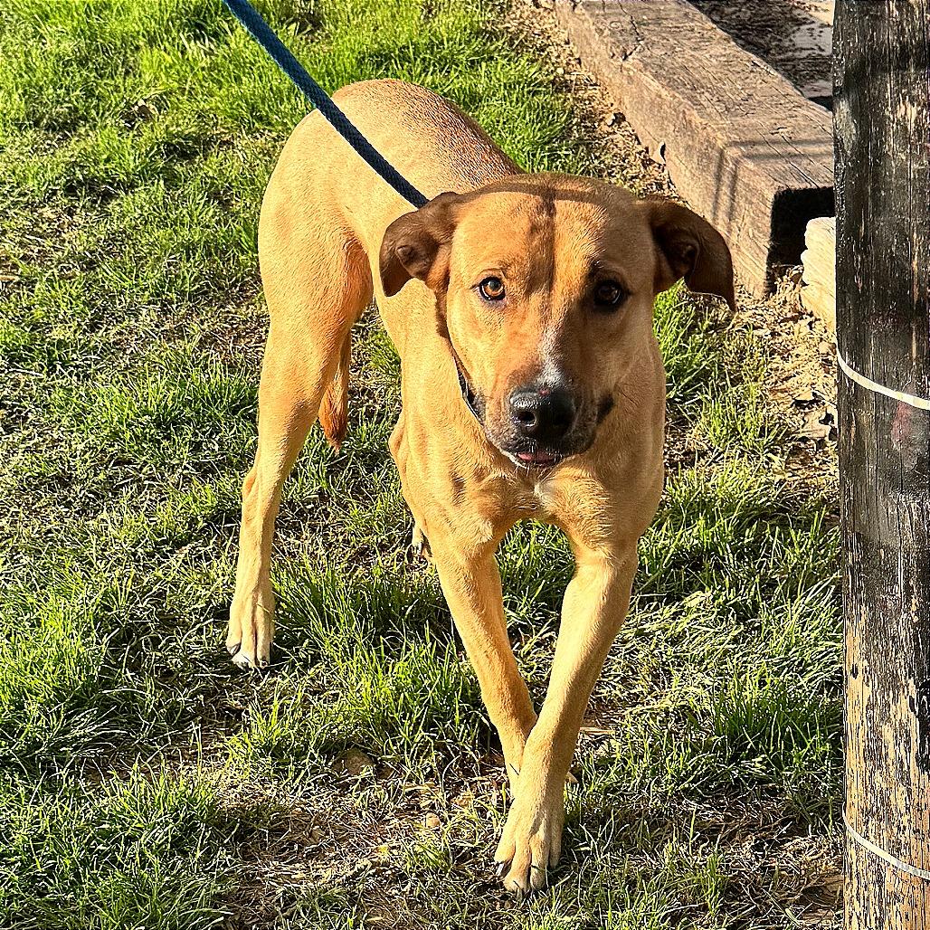 Enlarge Lark, a Adoptable mixed breed in Denison, TX image 5/6