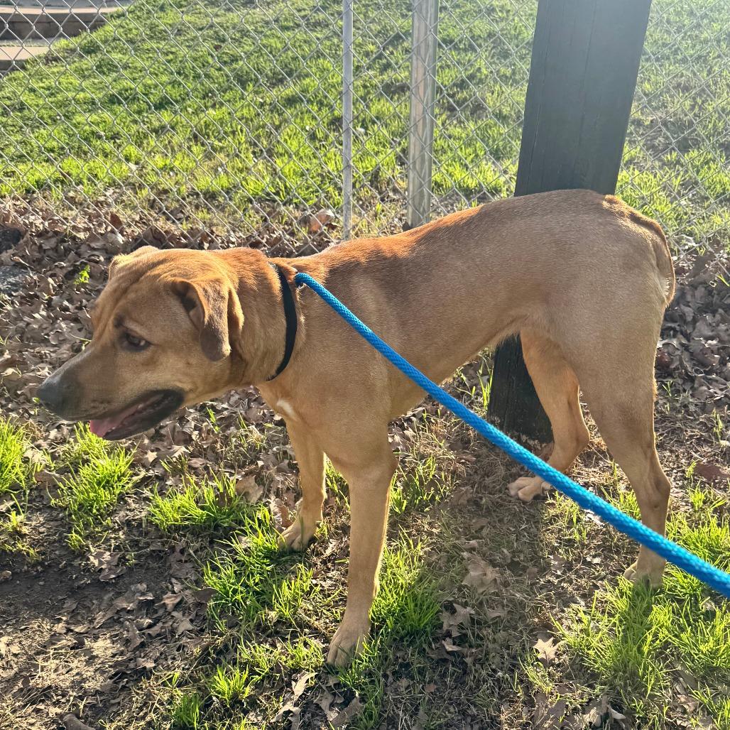Enlarge Lark, a Adoptable mixed breed in Denison, TX image 6/6