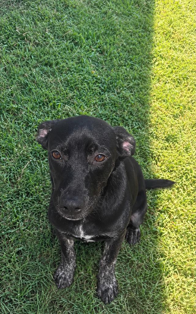 Enlarge Loretta, a Adoptable mixed breed in Gallatin, TN image 2/2