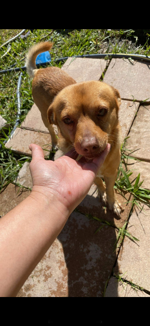Jeffrey, Adopted, Young Male Chihuahua & Dachshund.