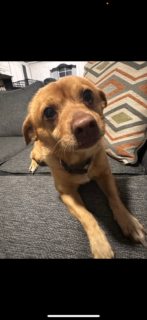 Jeffrey, a Adopted mixed breed in Hamden, CT image 2/6