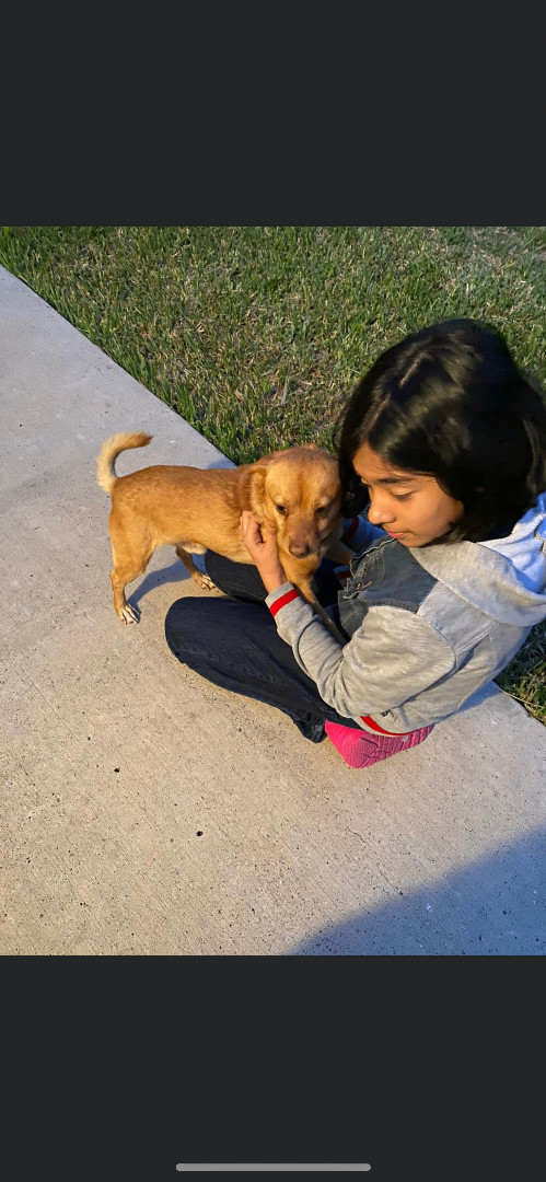 Jeffrey, a Adopted mixed breed in Hamden, CT image 3/6