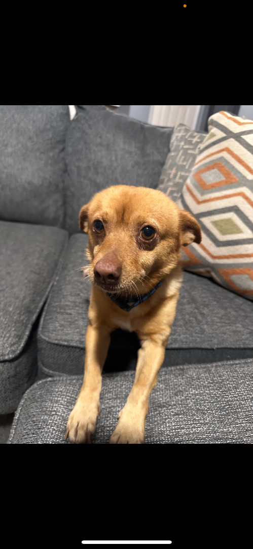 Jeffrey, a Adopted mixed breed in Hamden, CT image 4/6