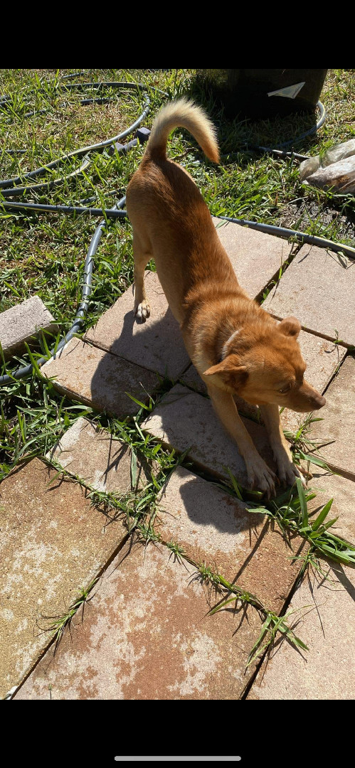 Jeffrey, a Adopted mixed breed in Hamden, CT image 5/6