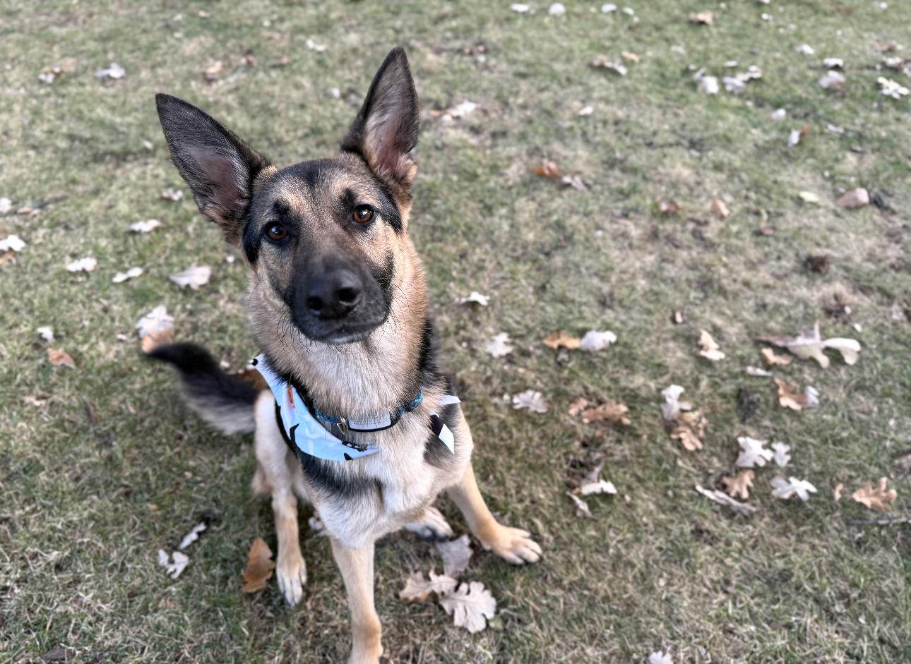 Chille, Adoptable, Young Male German Shepherd Dog.