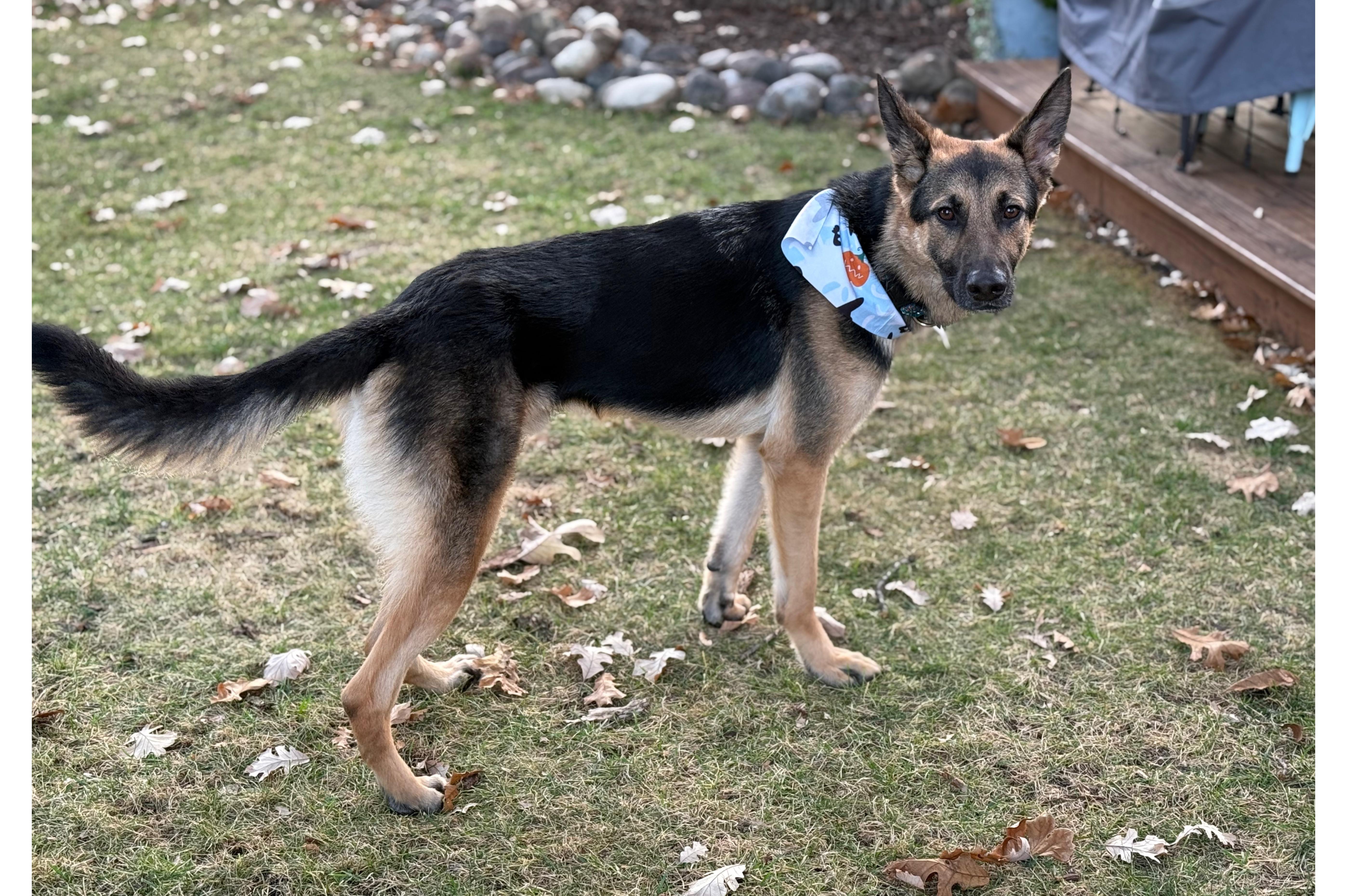 Chille, a Adoptable German Shepherd Dog in Kankakee, IL image 2/3