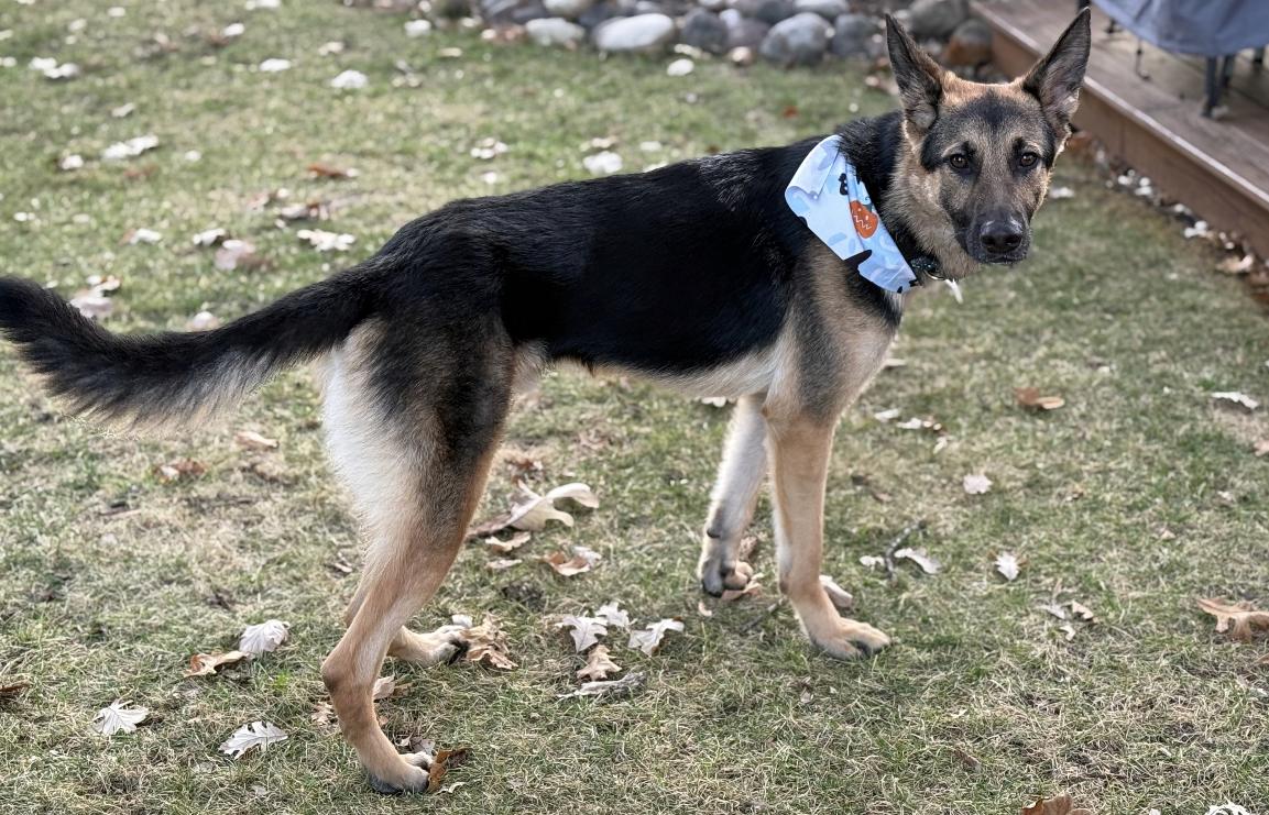 Chille, a Adoptable German Shepherd Dog in Kankakee, IL image 3/3