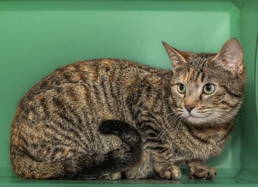 BRICKHOUSE, Adoptable, Young Female Domestic Short Hair & Domestic Short Hair.