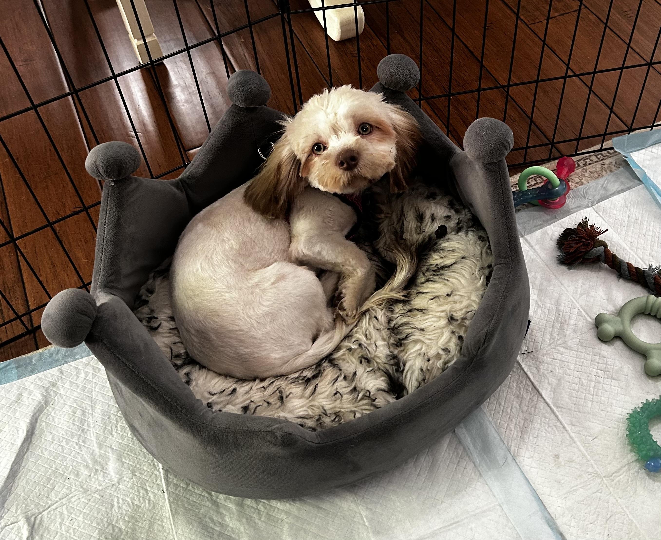 Enlarge Coco, a Adoptable Shih Tzu in Albany, NY image 3/6
