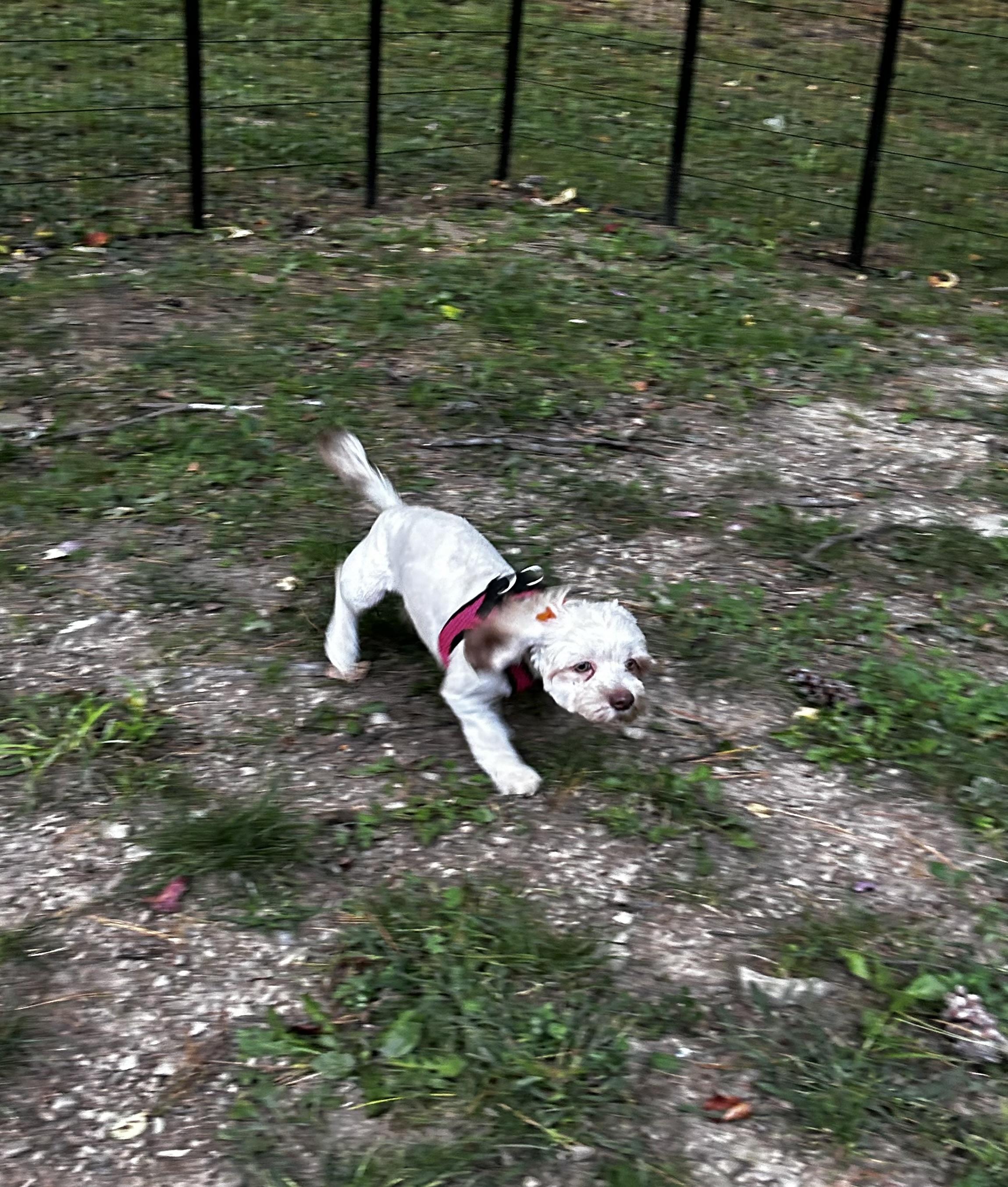 Enlarge Coco, a Adoptable Shih Tzu in Albany, NY image 5/6