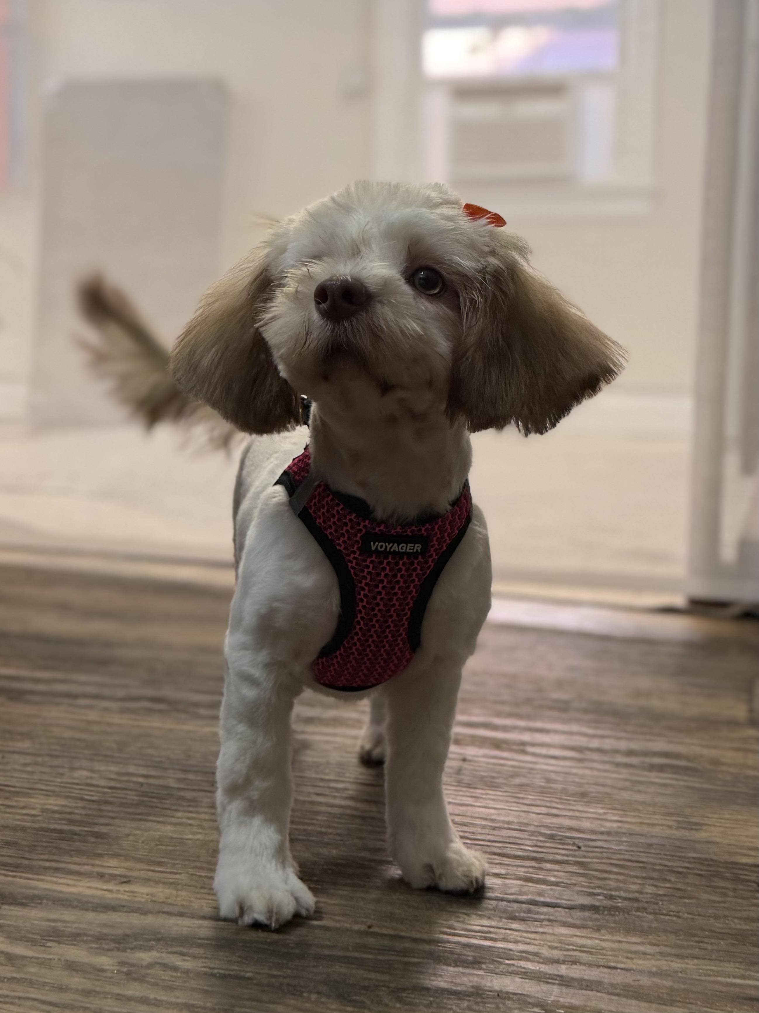 Coco, Adoptable, Puppy Female Shih Tzu.