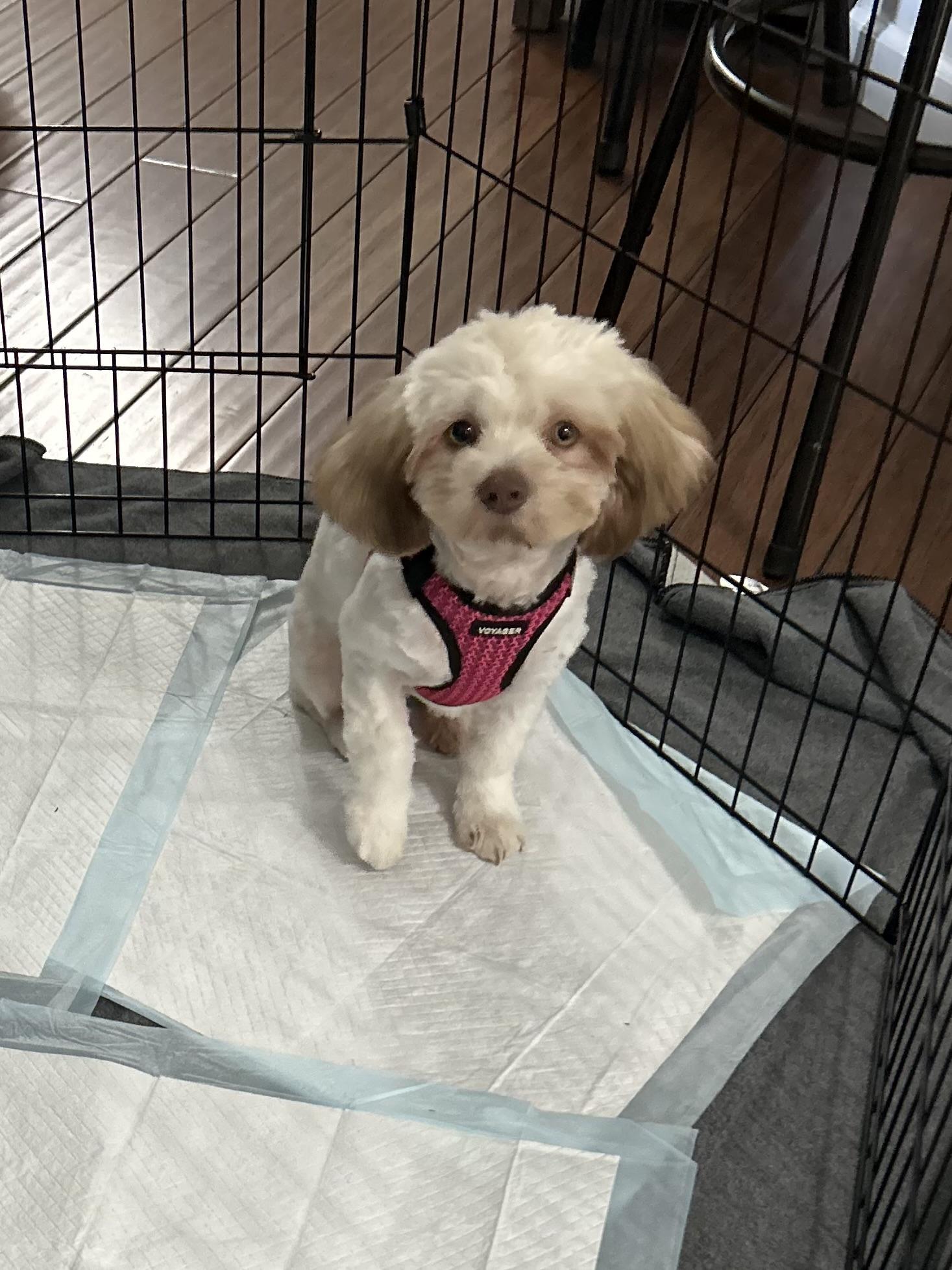 Enlarge Coco, a Adoptable Shih Tzu in Albany, NY image 6/6