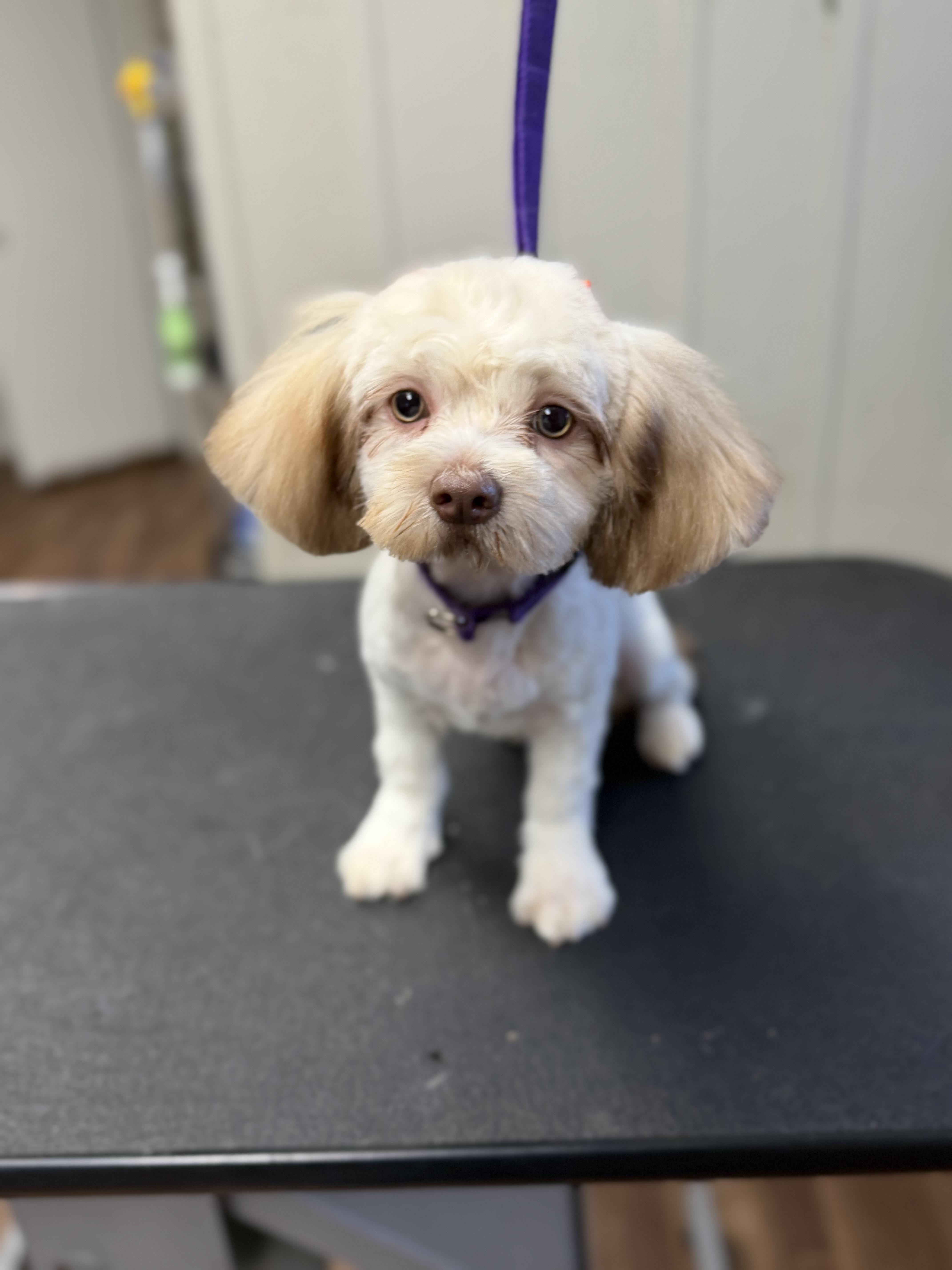 Enlarge Coco, a Adoptable Shih Tzu in Albany, NY image 2/6