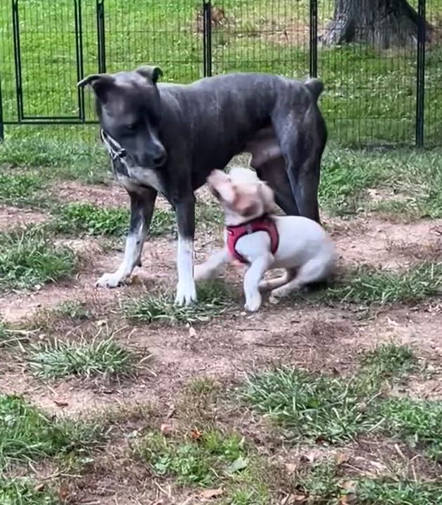Enlarge Coco, a Adoptable Shih Tzu in Albany, NY video 6/6
